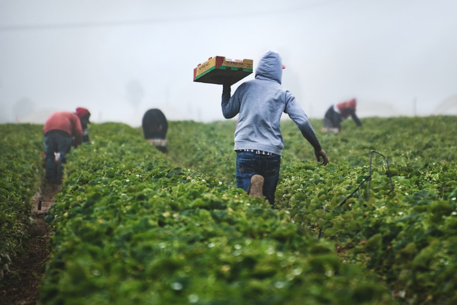 Farmer in a field reviewing the season with harvested produce